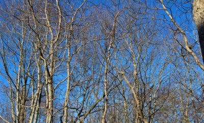 Family Fun in the Poconos: A-Frame Cabin Adventures